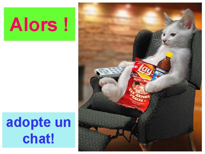 Alors ! adopte un chat! 