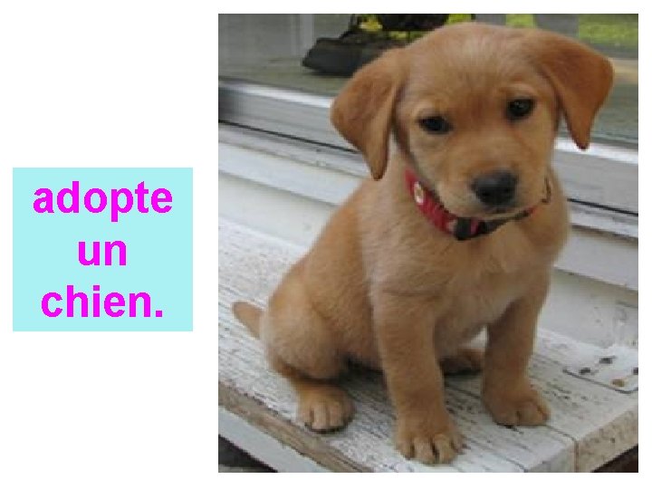 adopte un chien. 