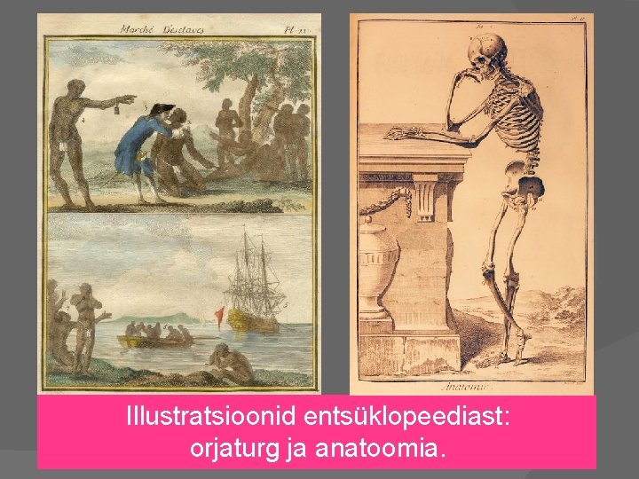 Illustratsioonid entsüklopeediast: orjaturg ja anatoomia. 