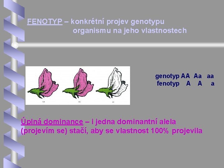  FENOTYP – konkrétní projev genotypu organismu na jeho vlastnostech genotyp AA Aa aa