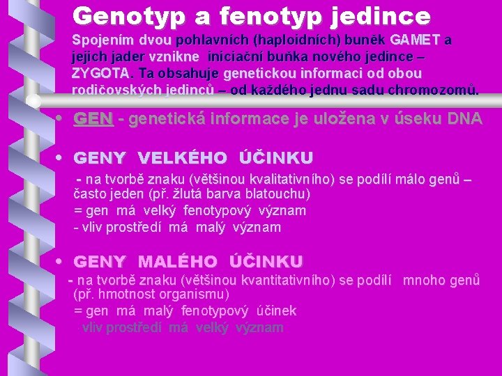 Genotyp a fenotyp jedince Spojením dvou pohlavních (haploidních) buněk GAMET a jejich jader vznikne