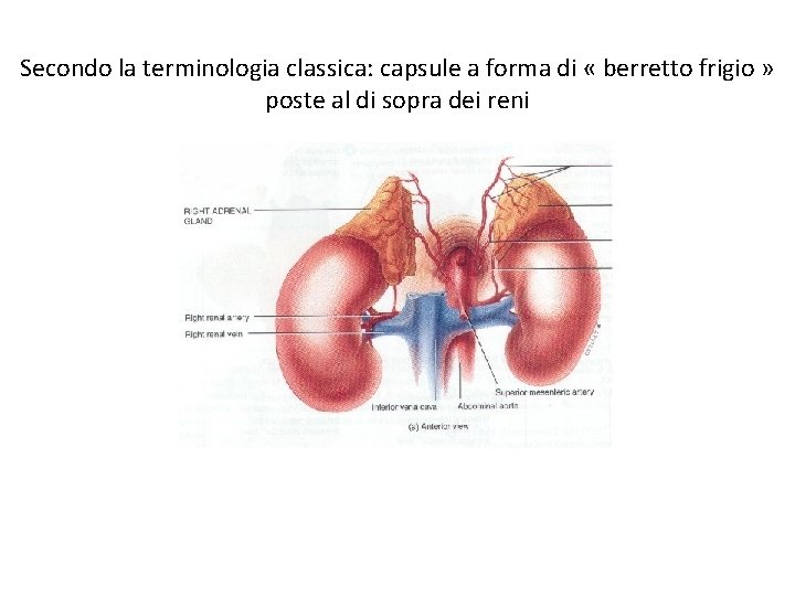 Secondo la terminologia classica: capsule a forma di « berretto frigio » poste al