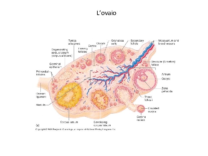 L’ovaio 