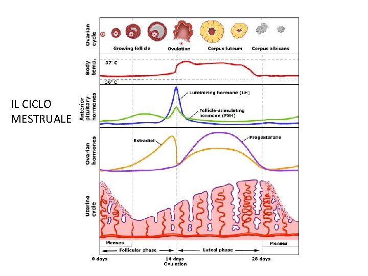 IL CICLO MESTRUALE 