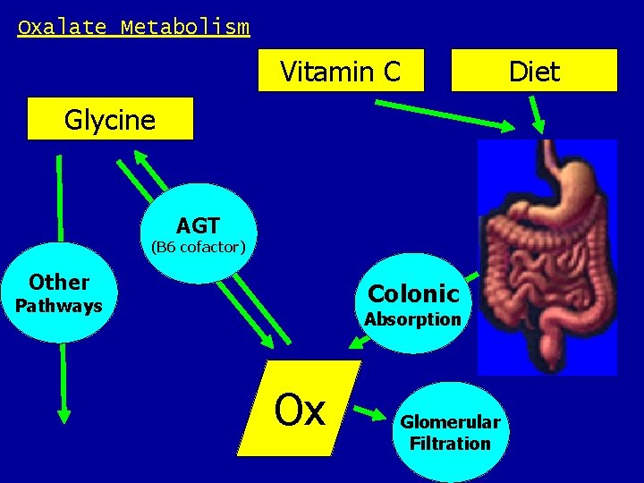 Oxalate Metabolism Vitamin C Glycine AGT (B 6 cofactor) Other Colonic Pathways Absorption Ox Oxalate Metabolism Vitamin C Glycine AGT (B 6 cofactor) Other Colonic Pathways Absorption Ox