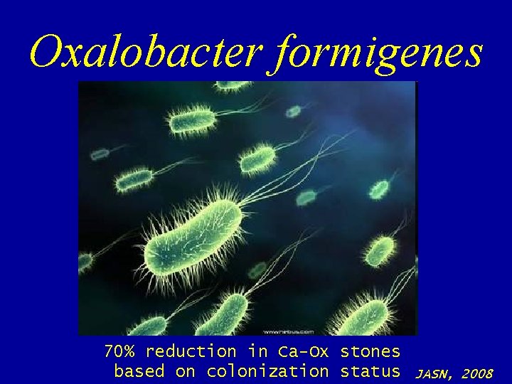 Oxalobacter formigenes 70% reduction in Ca-Ox stones based on colonization status JASN, 2008 Oxalobacter formigenes 70% reduction in Ca-Ox stones based on colonization status JASN, 2008