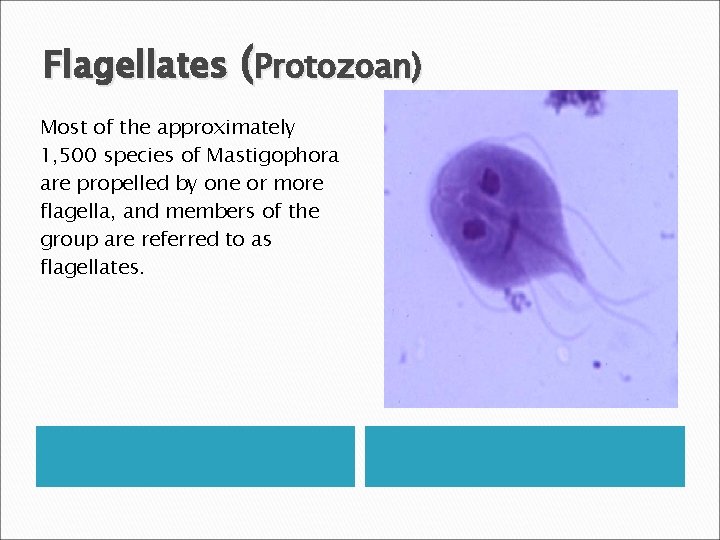 Flagellates (Protozoan) Most of the approximately 1, 500 species of Mastigophora are propelled by