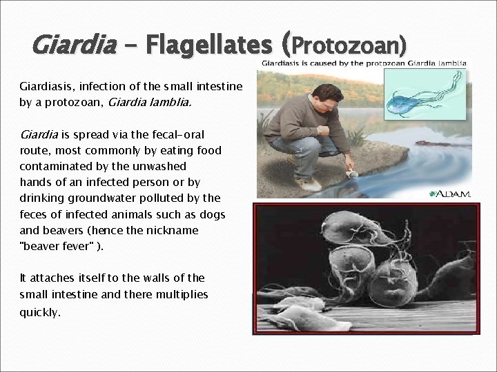 Giardia - Flagellates (Protozoan) Giardiasis, infection of the small intestine by a protozoan, Giardia
