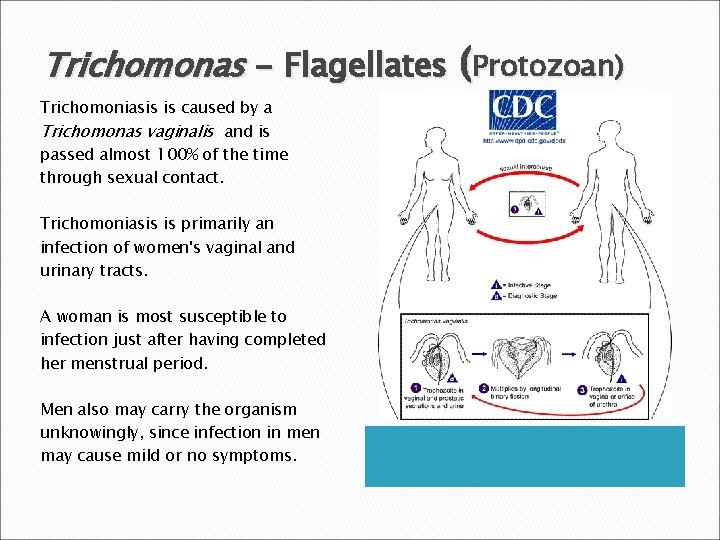 Trichomonas - Flagellates (Protozoan) Trichomoniasis is caused by a Trichomonas vaginalis and is passed