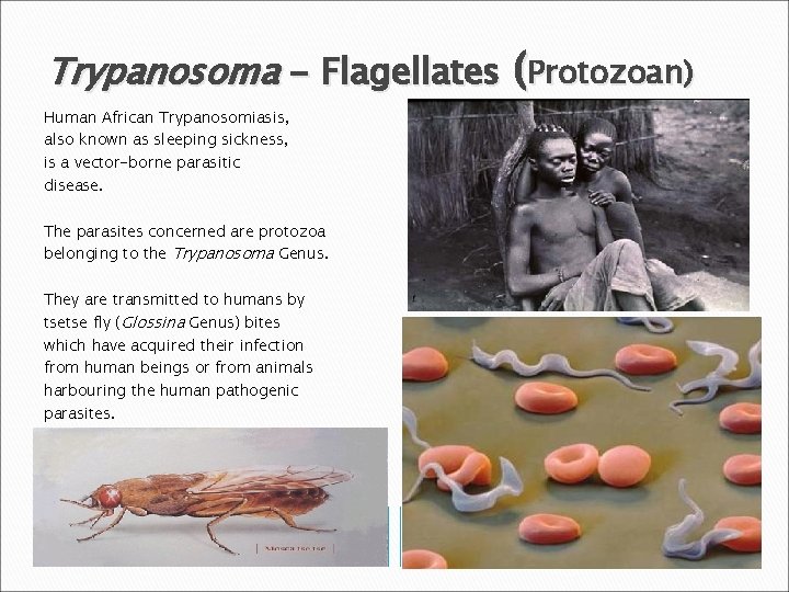 Trypanosoma - Flagellates (Protozoan) Human African Trypanosomiasis, also known as sleeping sickness, is a