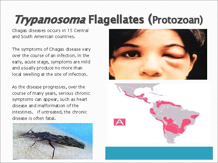 Trypanosoma Flagellates (Protozoan) Chagas diseases occurs in 15 Central and South American countries. The