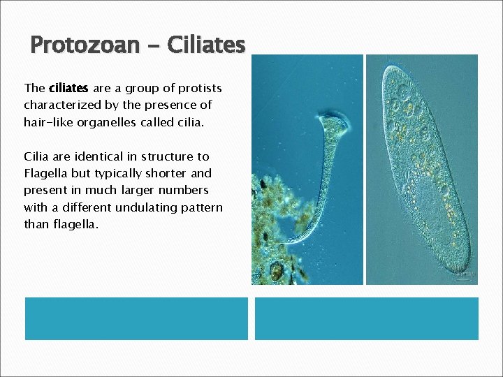 Protozoan - Ciliates The ciliates are a group of protists characterized by the presence