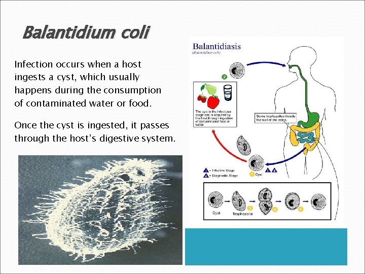 Balantidium coli Infection occurs when a host ingests a cyst, which usually happens during
