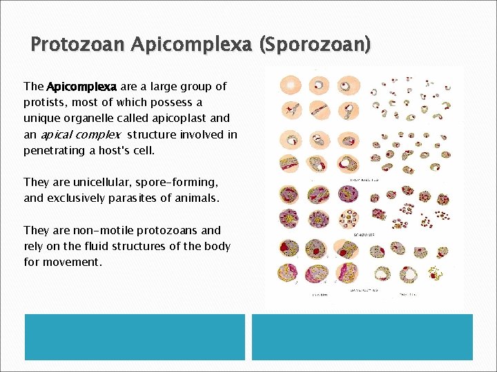 Protozoan Apicomplexa (Sporozoan) The Apicomplexa are a large group of protists, most of which