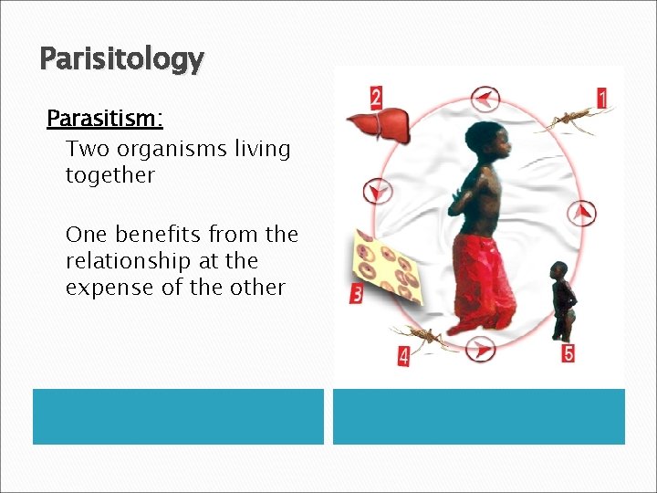 Parisitology Parasitism: Two organisms living together One benefits from the relationship at the expense