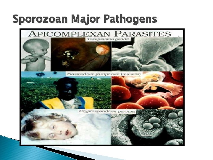 Sporozoan Major Pathogens 