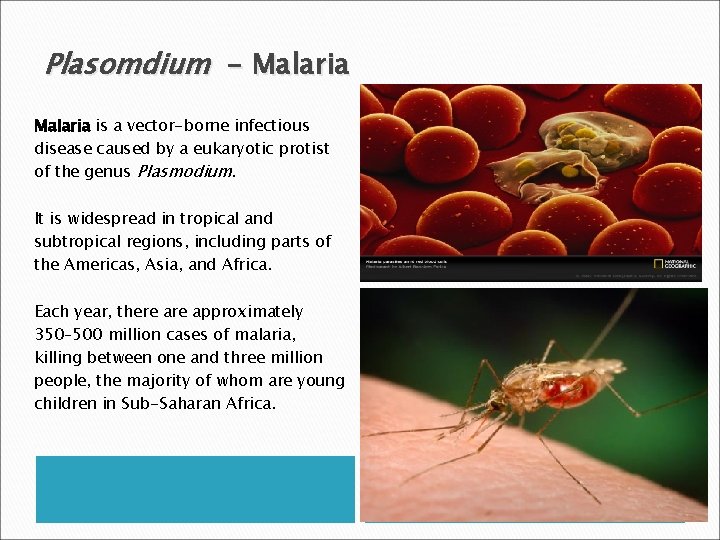 Plasomdium - Malaria is a vector-borne infectious disease caused by a eukaryotic protist of