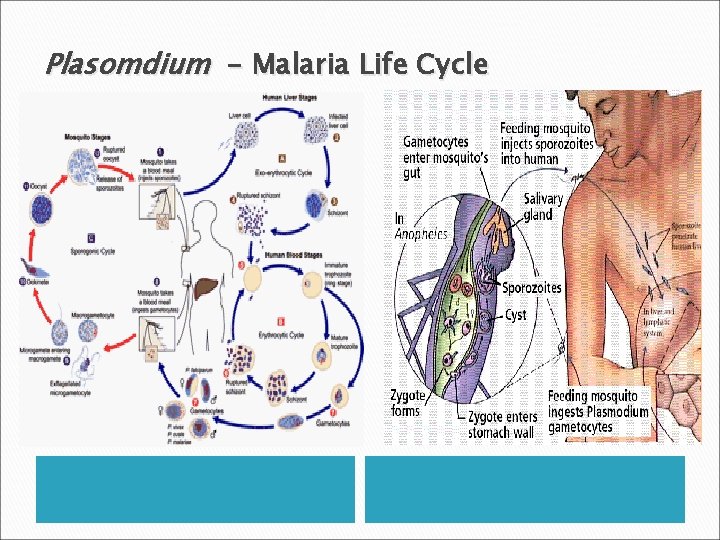 Plasomdium - Malaria Life Cycle. 