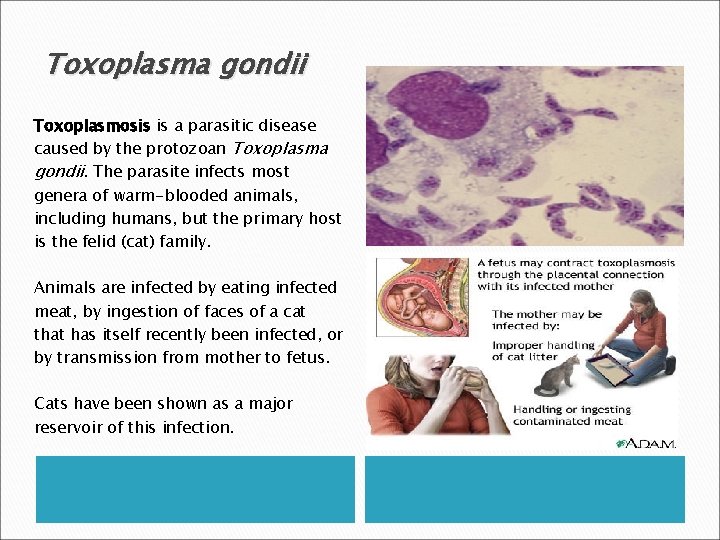 Toxoplasma gondii Toxoplasmosis is a parasitic disease caused by the protozoan Toxoplasma gondii. The