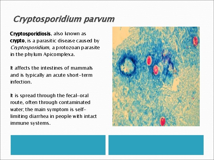 Cryptosporidium parvum Cryptosporidiosis, also known as crypto, is a parasitic disease caused by Cryptosporidium,