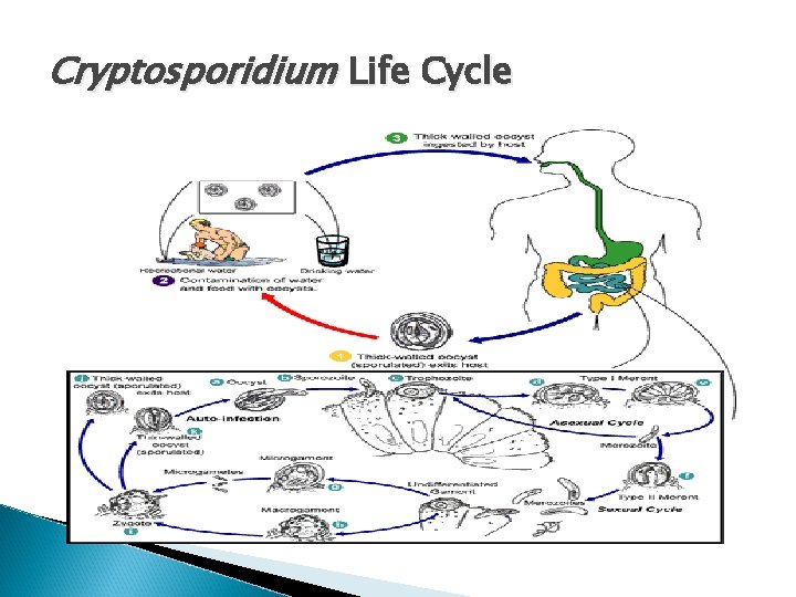Cryptosporidium Life Cycle 