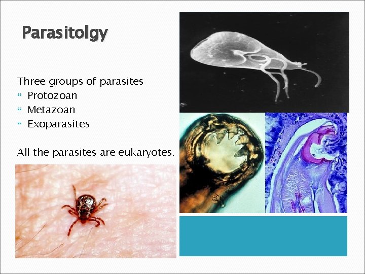 Parasitolgy Three groups of parasites Protozoan Metazoan Exoparasites All the parasites are eukaryotes. 