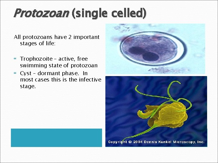 Protozoan (single celled) All protozoans have 2 important stages of life: Trophozoite – active,