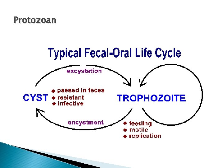 Protozoan 