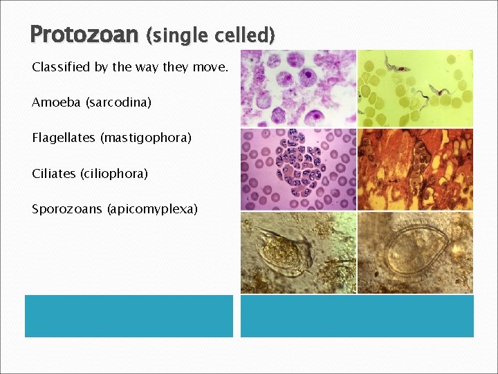 Protozoan (single celled) Classified by the way they move. Amoeba (sarcodina) Flagellates (mastigophora) Ciliates