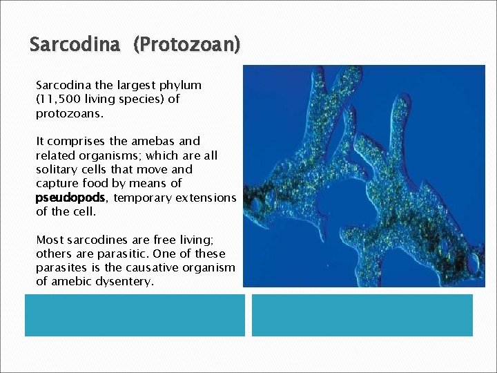 Sarcodina (Protozoan) Sarcodina the largest phylum (11, 500 living species) of protozoans. It comprises
