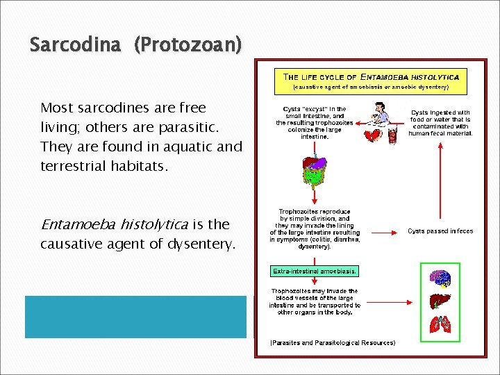 Sarcodina (Protozoan) Most sarcodines are free living; others are parasitic. They are found in