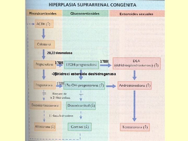 20, 22 desmolasa 170 H • 3 b. Hidroxi esteroide deshidrogenasa 170 H 