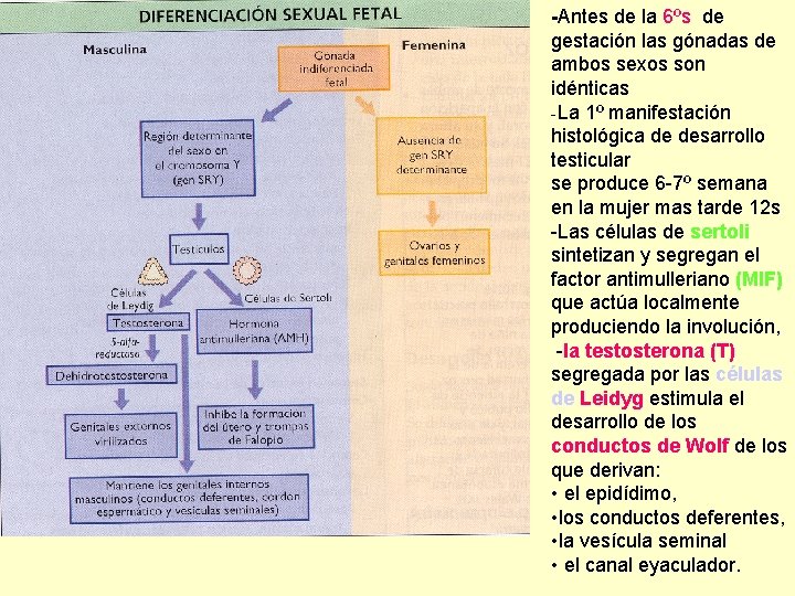 -Antes de la 6ºs de gestación las gónadas de ambos sexos son idénticas -La