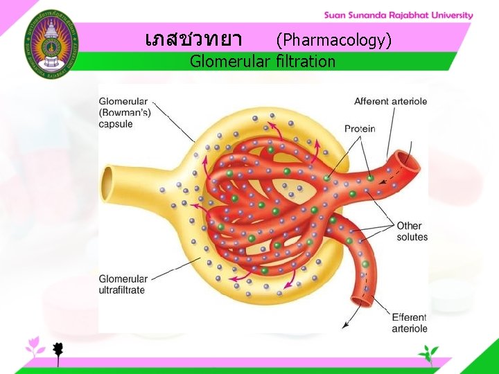 เภสชวทยา (Pharmacology) Glomerular filtration 