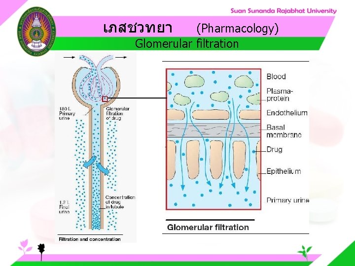 เภสชวทยา (Pharmacology) Glomerular filtration 