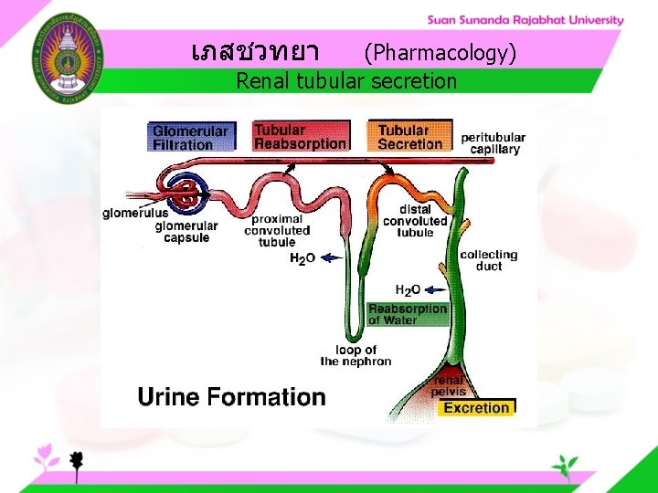เภสชวทยา (Pharmacology) Renal tubular secretion 