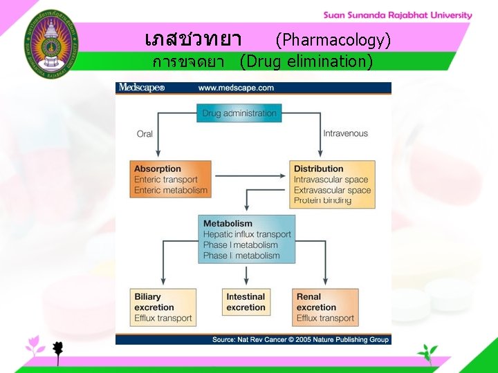 เภสชวทยา (Pharmacology) การขจดยา (Drug elimination) 