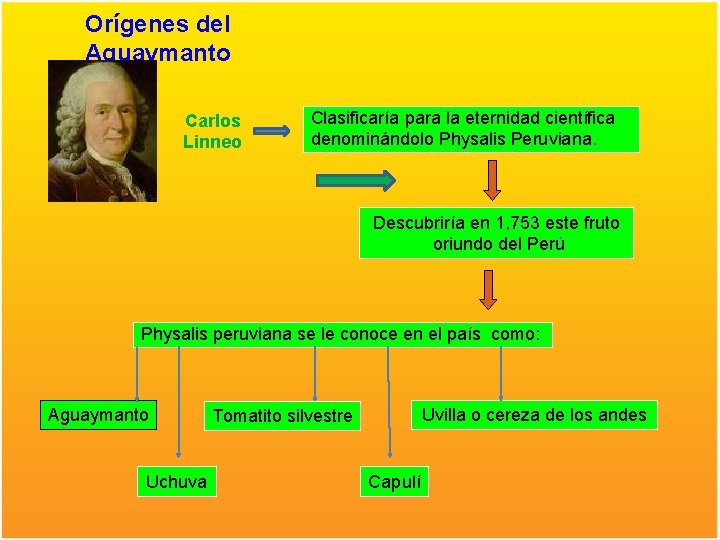 Orígenes del Aguaymanto Carlos Linneo Clasificaría para la eternidad científica denominándolo Physalis Peruviana. Descubriría