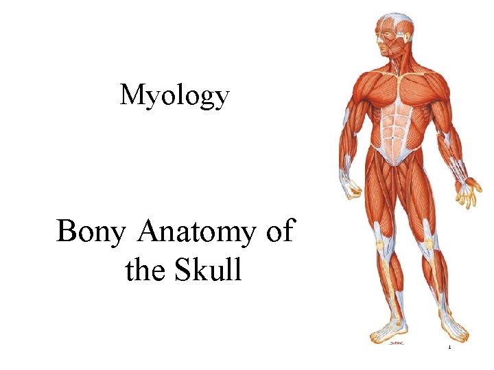 Myology Bony Anatomy of the Skull 1 
