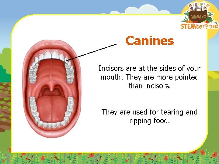 Stage 2 Teeth Learning Objective To identify the