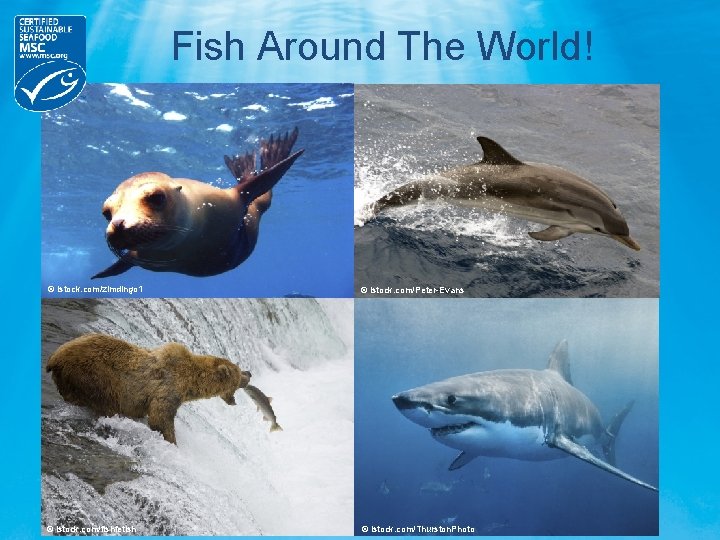 Fish Around The World! © istock. com/zimdingo 1 © istock. com/Peter-Evans © istock. com/fishfetish
