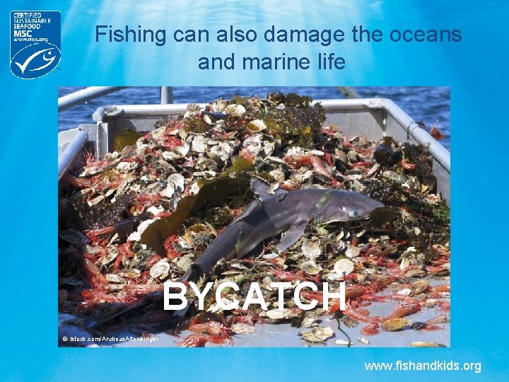 Fishing can also damage the oceans and marine life BYCATCH © istock. com/Andreas. Altenburger