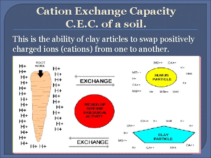 Cation Exchange Capacity C. E. C. of a soil. This is the ability of
