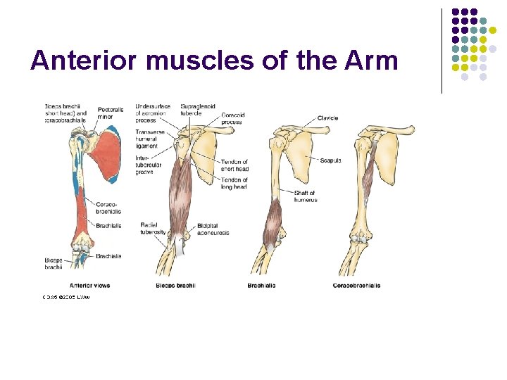 Anterior muscles of the Arm 