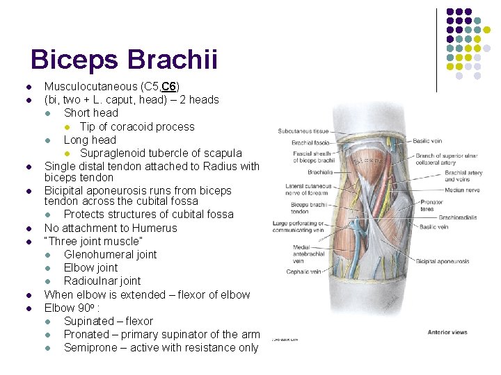 Biceps Brachii l l l l Musculocutaneous (C 5, C 6) (bi, two +