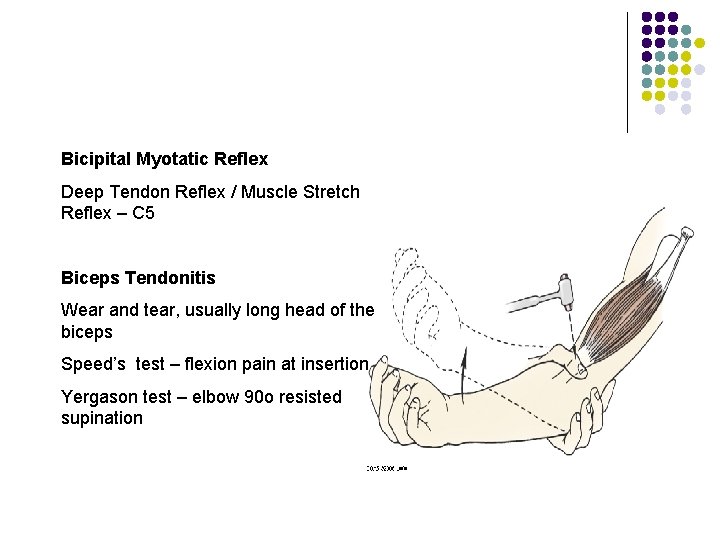Bicipital Myotatic Reflex Deep Tendon Reflex / Muscle Stretch Reflex – C 5 Biceps