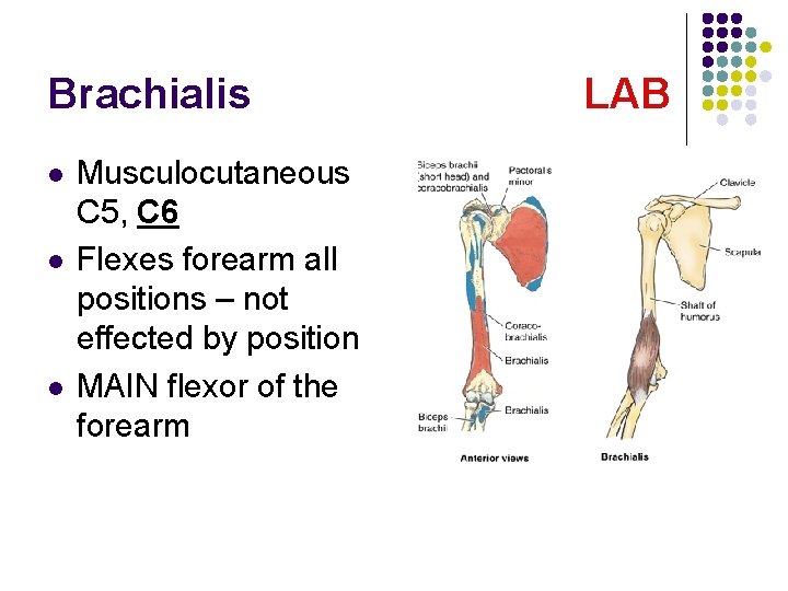 Brachialis l l l Musculocutaneous C 5, C 6 Flexes forearm all positions –