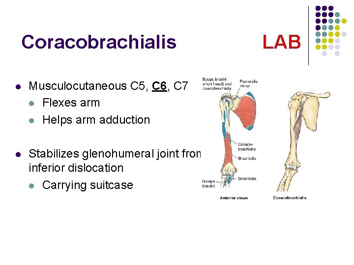 Coracobrachialis l Musculocutaneous C 5, C 6, C 7 l Flexes arm l Helps