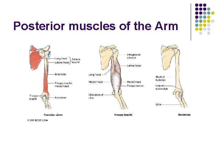 Posterior muscles of the Arm 