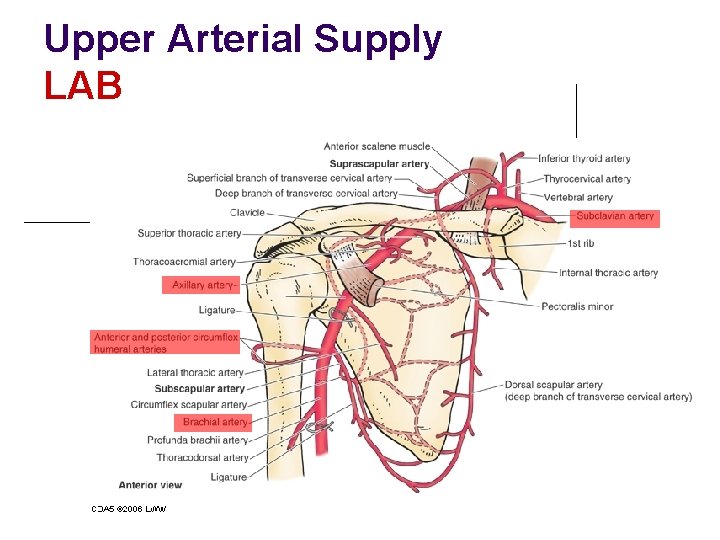Upper Arterial Supply LAB 